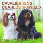 Cavalier King Charles Spaniels Kalender 2020 - 18 maanden