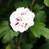 Hibiscus Syriacus 'Speciosus' - Altheastruik - 40-60 cm pot: Struik met opvallende paarse bloemen, laat in de zomer bloeiend.