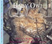 Baby Owl