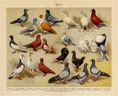 Duiven, mooie vergrote reproductie van een oude plaat met duivenrassen uit ca 1920
