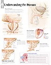 Understanding the Prostate Laminated Poster