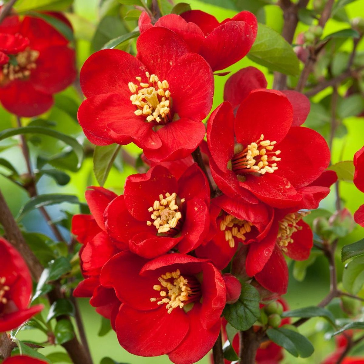 Chaenomeles Superba 'Nicoline' - Dwergkwee 30-40 cm in pot
