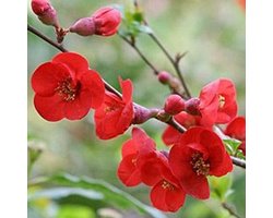 Chaenomeles Superba 'Fire Dance' - Dwergkwee - 30-40 cm pot: Struik met helderrode bloemen in het voorjaar, gevolgd door geel fruit.