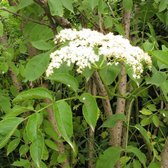 Sambucus Nigra - Gewone vlier;europese vlier;Zwarte vlier 50-60 cm pot