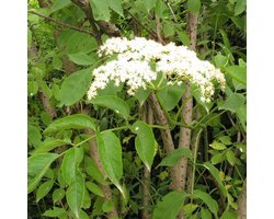 1 x Sambucus Nigra - Gewone vlier;europese vlier;Zwarte vlier 50-60 cm pot