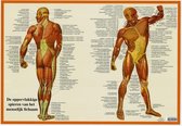 Het menselijk lichaam - anatomie poster spieren (Nederlands, gelamineerd, A2)