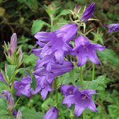 6 x Campanula latifolia Macrantha - Breedbladig Klokje pot 9x9cm, blauwbloeiend en langbloeiend