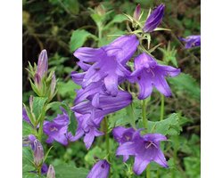 6 x Campanula latifolia Macrantha - Breedbladig Klokje pot 9x9cm, blauwbloeiend en langbloeiend