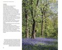 Bos met blauwe bloemen op de grond.