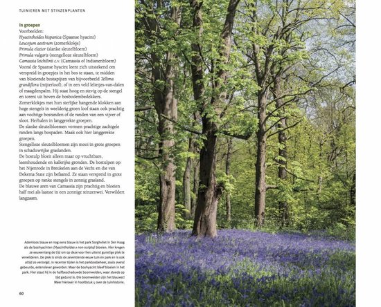 Bos met blauwe bloemen op de grond.