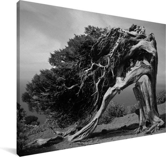 Pathologisch Kosten Verslagen Canvas Schilderij Zwart-wit foto van een jeneverbes - 60x40 cm -  Wanddecoratie | bol.com