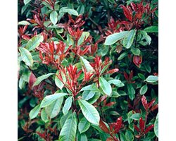 Photinia Fraseri 'Little Red Robin' - Glansmispel 25-30 cm pot
