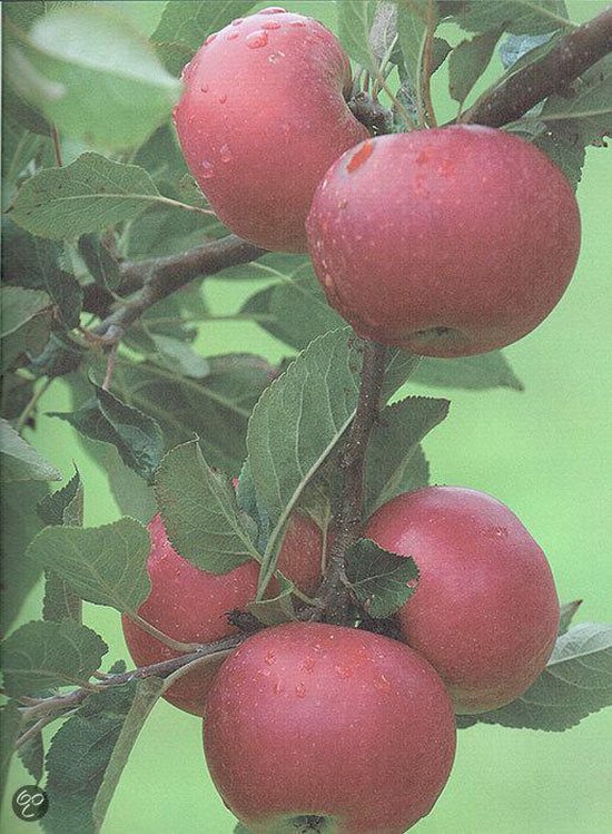 Tros rode, waterdruppelende appels aan een tak met groene bladeren.