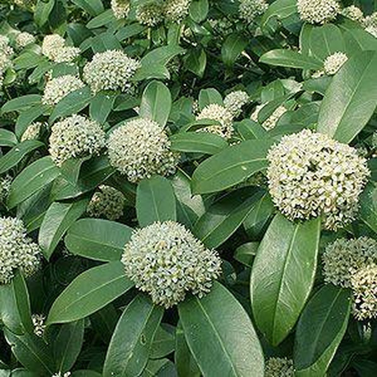 bol.com | Skimmia Japonica ‘Fragrant Cloud’ - Skimmia 30-35 cm pot