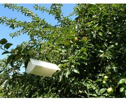 Biogroei Feromoonval voor monitoring van de fruitmot (inclusief 2 feromooncapsules)