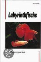 Labyrinthfische. Farbe im Aquarium