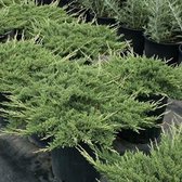 Juniperus Horizontalis 'Prince Of Wales' - Kruipende jeneverbes 25-30 cm pot