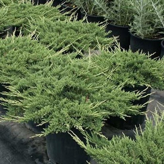 Foto: Juniperus horizontalis prince of wales kruipende jeneverbes 25 30 cm pot