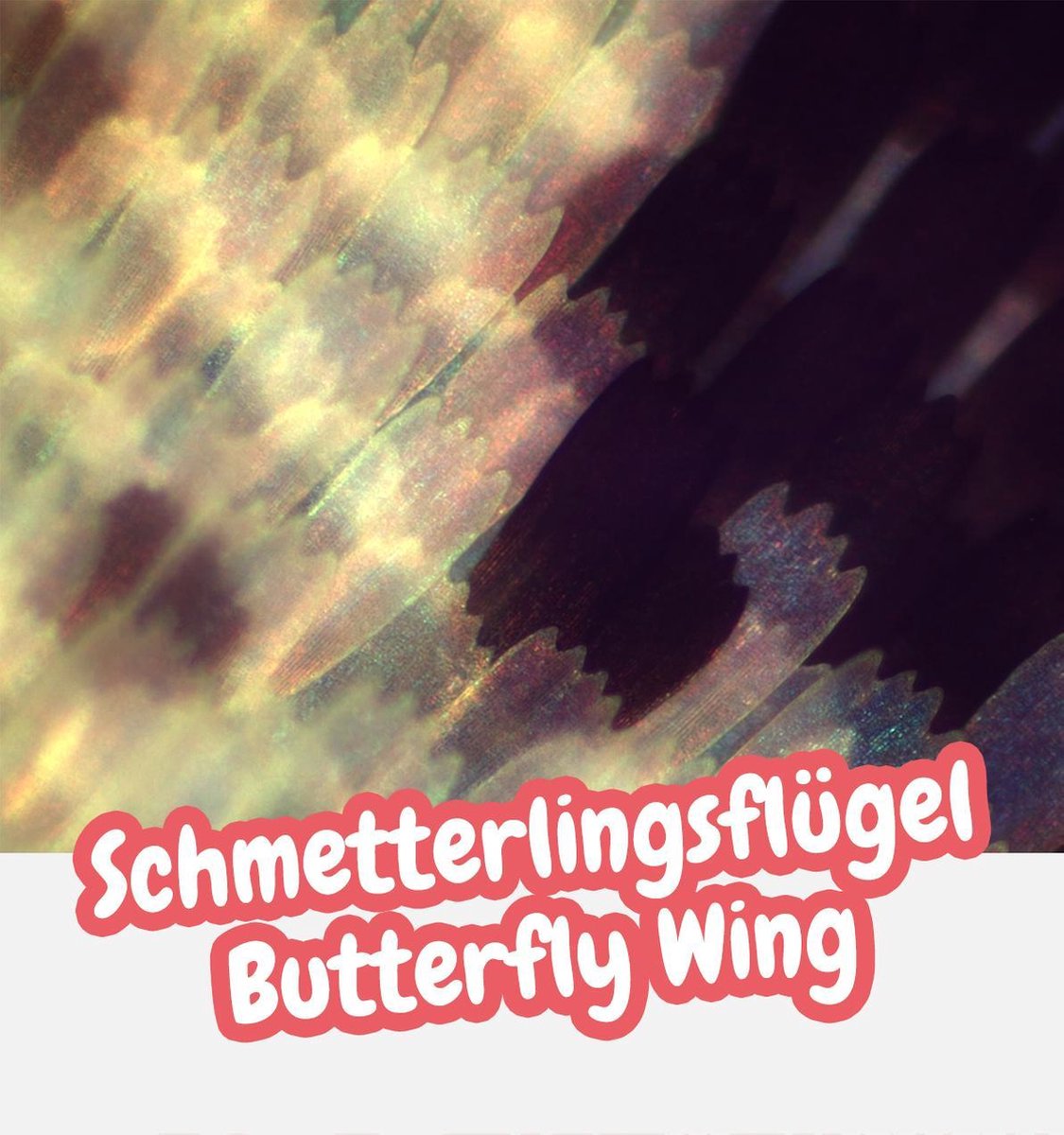 Bresser Junior- Experimenteerset voor Microscopen - Starterskit — afbeelding 13