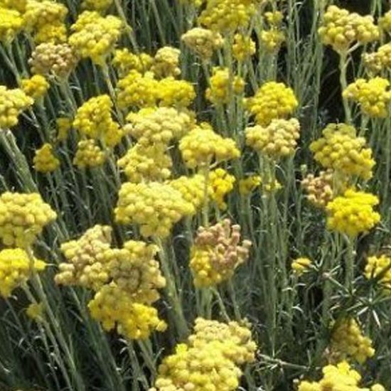 6 x Helichrysum Italicum - Currykruid pot 9x9cm - Aromatische Zilverfoliage  | bol