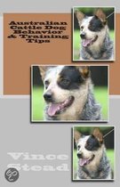 Australian Cattle Dog Behavior & Training Tips