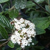 Viburnum 'Pragense' - Sneeuwbal 40-60 cm pot