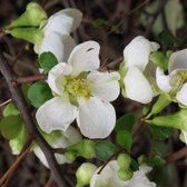 Chaenomeles Superba 'Jet Trail' - Dwergkwee - 30-40 cm in pot: Struik met witte bloemen in het vroege voorjaar, gevolgd door eetbare vruchten.