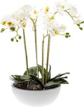Kunst Phalaenopsis Orchidee Wit 60 Cm -  Kunstplant met Bloemen