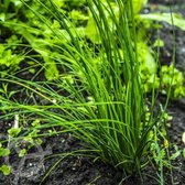Bieslook zaden biologisch (Allium schoenoprasum) 1 g