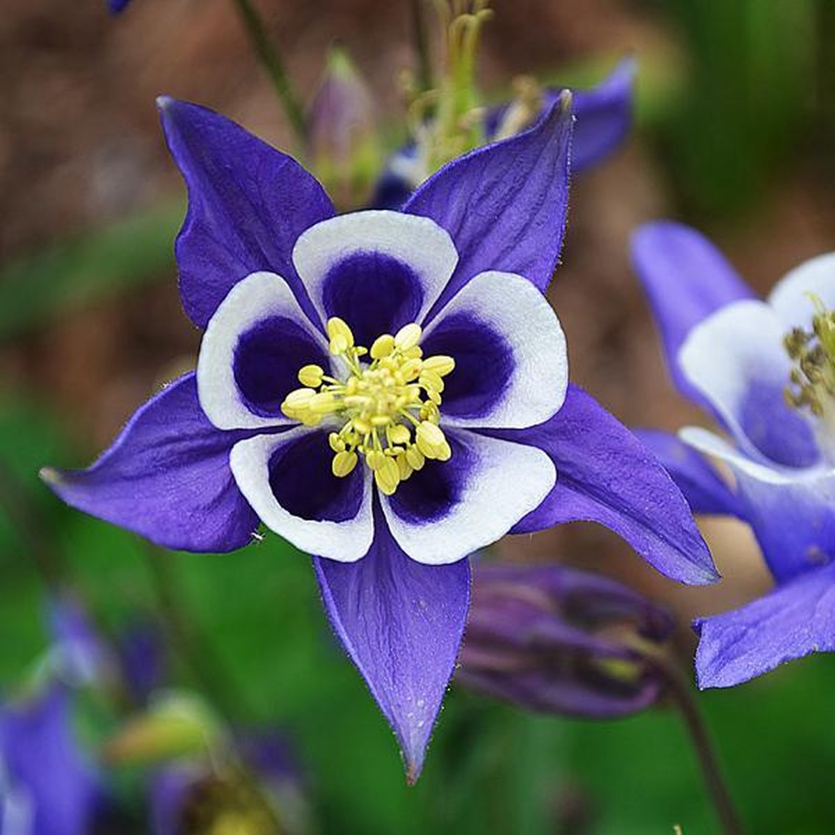 Wilde akelei - Aquilegia vulgaris - Bio vaste plant | Van de kwekerij