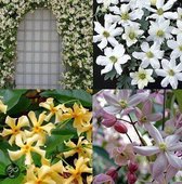 4 x Wit-Roze-Geel en Groenblijvende Klimplanten: Set van 4 Groenblijvende Clematis en Toscaanse Jasmijn soorten - 1 Witte en 1 Gele Toscaanse Jasmijn, 1 Clematis Apple Blossom en 1 Early Sens