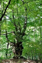 Massive hornbeam Tree in the Forest Journal