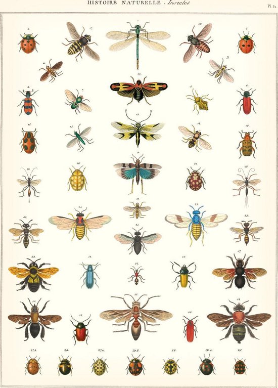 Poster Insecten - Cavallini & Co - Vintage Schoolplaat Natural History Insects