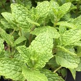 6 x Mentha Spicata 'Crispa' - Kruizemunt Pot 9x9 cm - Aromatische Kruidenplant