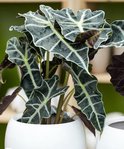 Find the perfect Alocasia Polly for you Find the perfect Alocasia Polly for you