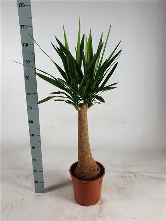 De 12 allerbeste planten voor kantoor! 21 Yucca XL rechte stam 110cm hoog