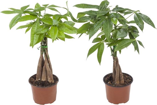 De plantes d' Plantes d'intérieur Botanicly - 2 × Money Tree - Hauteur: 35  cm -... | bol.com