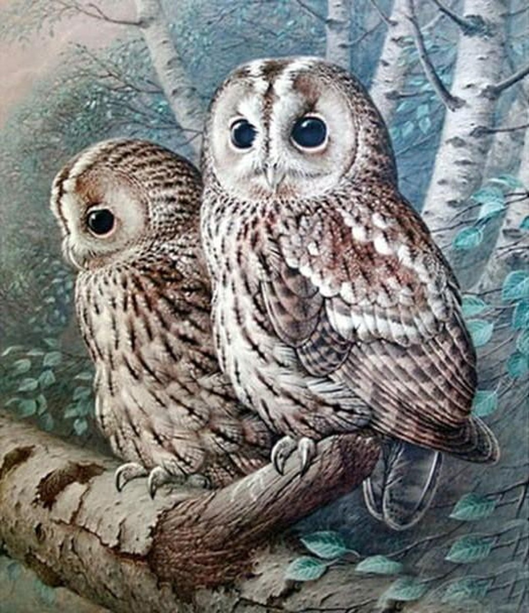 Diamond painting - Velduil - Uilen - 20x25 - vierkant - Full diamond painting