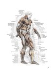 Anatomische illustratie van de spieren van het menselijk lichaam.

