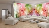 Papier peint fleurs intissé | Rose-mauve | GRAND 832x254cm