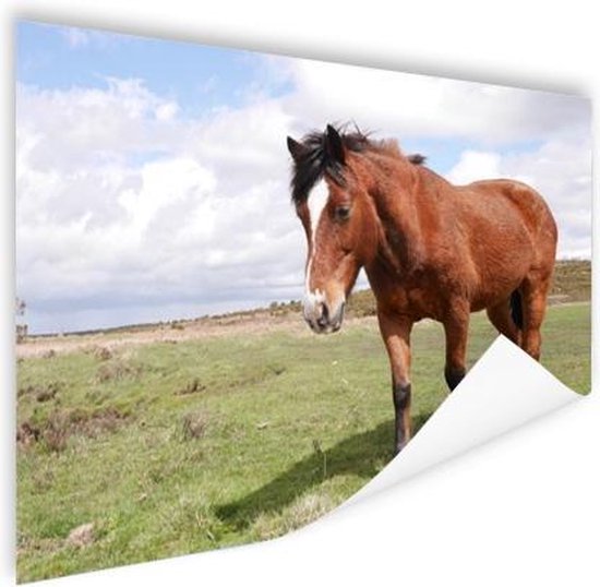 Poster Cheval se dresse dans l'herbe 180x120 cm - Tirage photo sur Poster (décoration murale salon / chambre) / Poster Animaux XXL / Groot format!