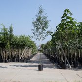 Lijsterbes - Sorbus aucuparia 200 - 300 cm totaalhoogte (6 -10 cm stamomtrek)