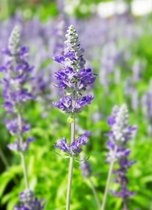 Tuinposter - Lavendel