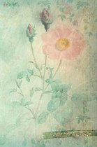 Rosa Muscosa