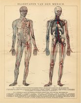 Bloedvaten van den mensch, mooie vergrote reproductie van een oude anatomische plaat van bloedvaten uit ca 1910