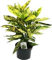 Aucuba Japonica 'Angelon' - Broodboompje; Bonte Japanse broodboom 25-30 cm pot - Angelon Aucuba Japonica voor Kleurrijke Bladeren