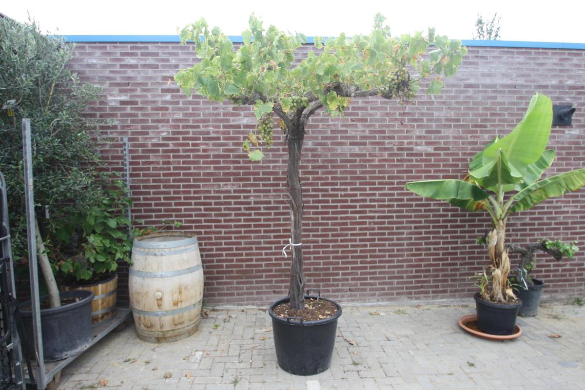 Oude Druif Op Hoge Stam 260cm Vitis Vinifera Bol