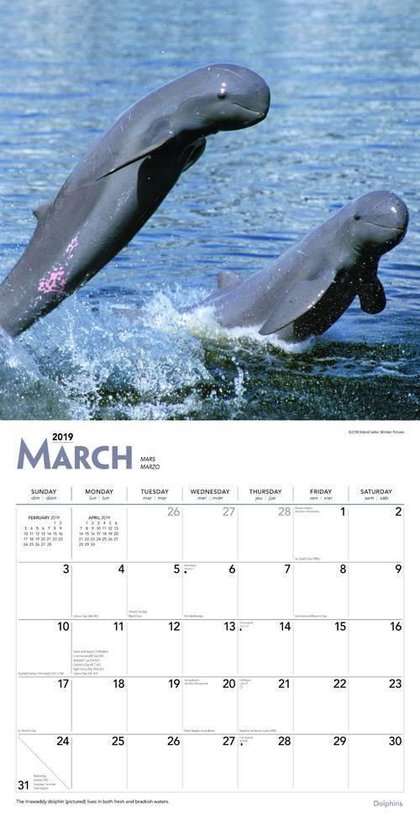Dolfijnen Kalender 2019 - Browntrout