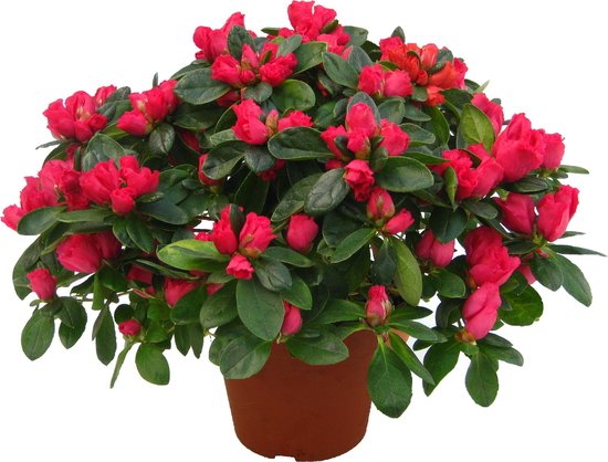 Azalea indica rood bol