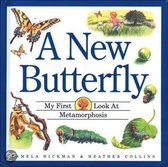 A New Butterfly